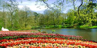 สวนสาธารณะคูเคนฮอฟ -ทุ่งดอกทิวลิป