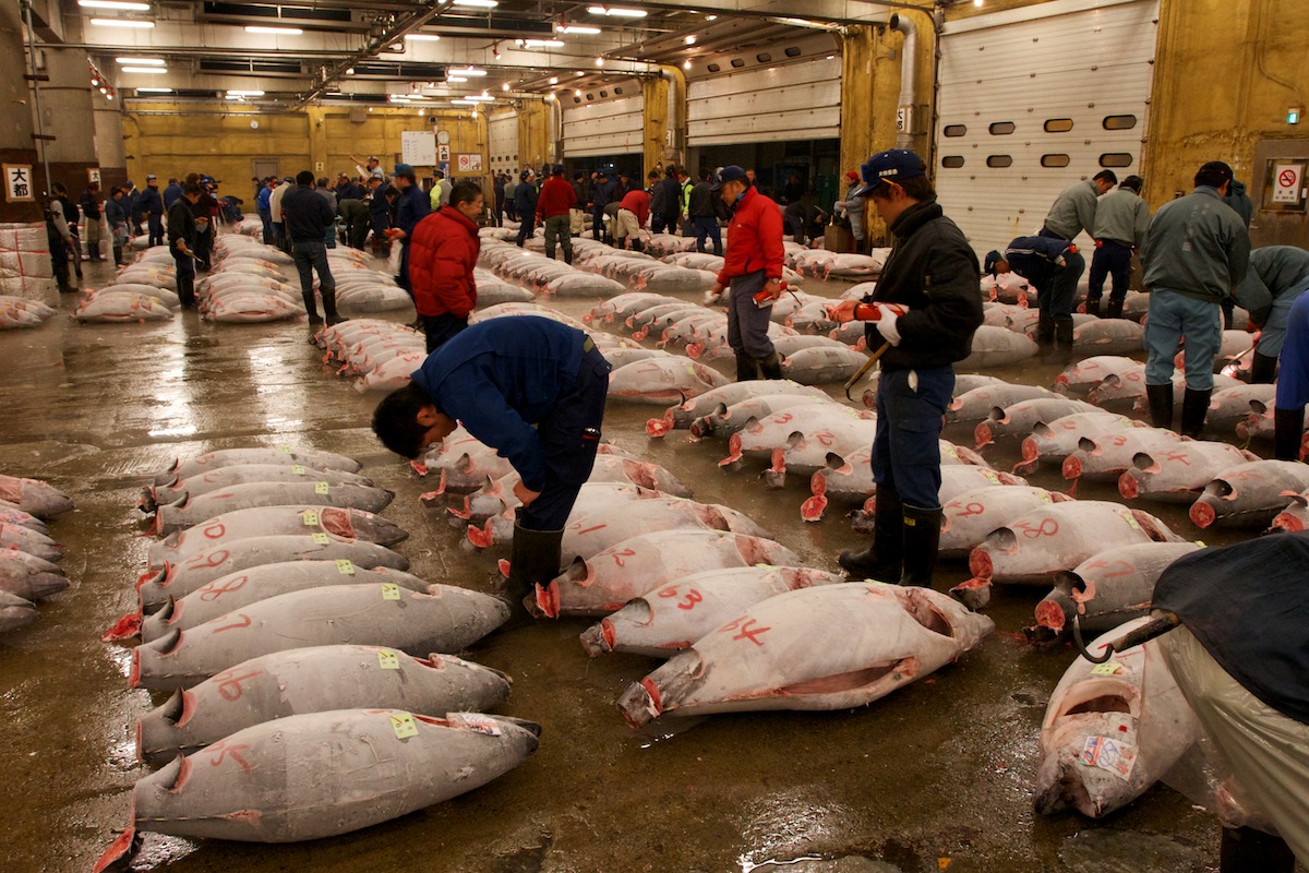 10 ตลาดญี่ปุ่นที่น่าสนใจ-ตลาดปลาซึกิจิ