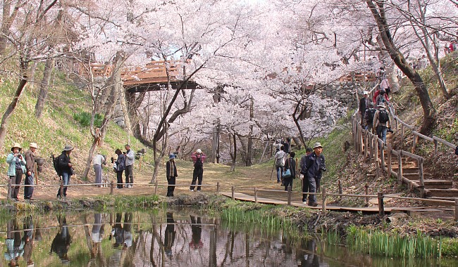 10 สถานที่ยอดนิยมสำหรับชมซากุระบาน -ซากปราสาททะคะโตะ