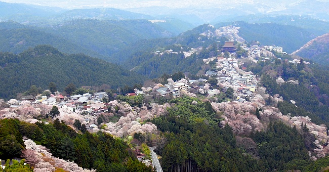 10 สถานที่ยอดนิยมสำหรับชมซากุระบาน -ภูเขาโยชิโนะ