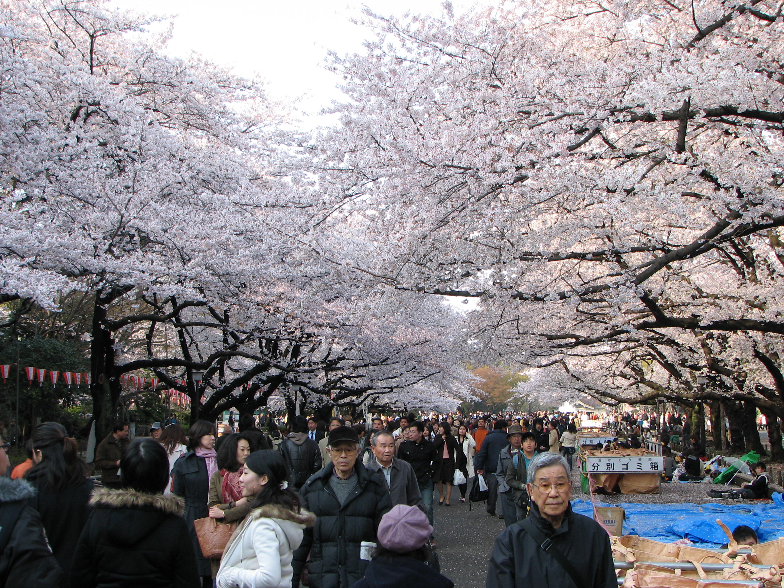 10 สถานที่ยอดนิยมสำหรับชมซากุระบาน -สวนอุเอะโนะ