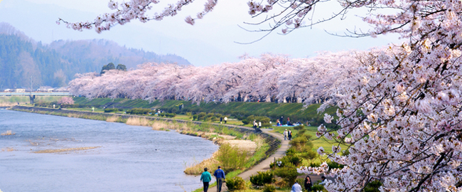 10 สถานที่ยอดนิยมสำหรับชมซากุระบาน -เมืองคาคุโนะดาเตะ
