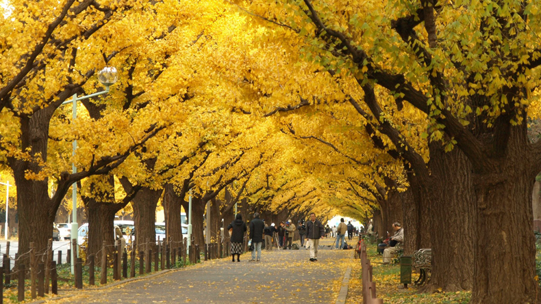 10-เเหล่งชิคสำหรับชมใบไม้เปลี่ยนสีในญี่ปุ่น-สวนเมจิ-จิงกุ-ไกเอ็น