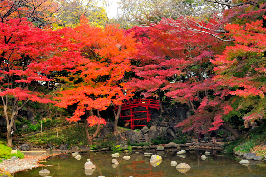 10 เเหล่งชิคสำหรับชมใบไม้เปลี่ยนสีในญี่ปุ่น -สวนโคอิชิคาวะ โคระคุเอง