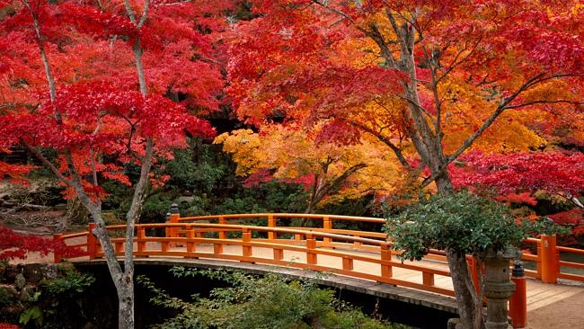 10 เเหล่งชิคสำหรับชมใบไม้เปลี่ยนสีในญี่ปุ่น -สวนโมมิจิดานิ
